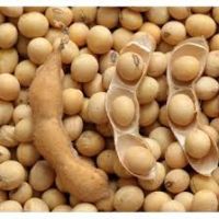 Non-GMO soybeans