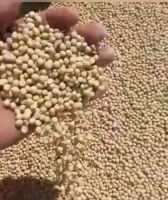 Soybean GMO grade#2