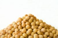 premium quality soya beans