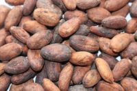 dried cocoa beans