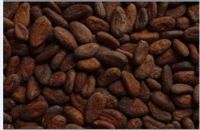 Cocoa Beans