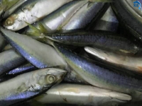 FROZEN MACKEREL FISH FOR SALE