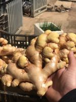 High quality dried fresh ginger market price per ton wholesale Ginger buyers for export