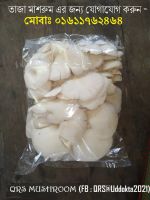 Oyster Mushroom