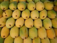 North India Mango