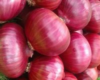 Red onion from India