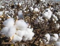 Cotton Bales - 100% Organic Cotton, Ivory