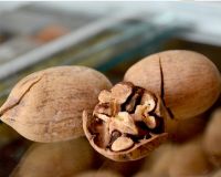 Pecan nuts fresh pecans supplier Nut Low Prices pecan with shell for Sale