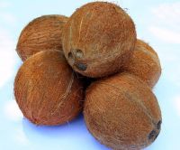 Fresh Mature Coconut for Wholesale / Semi husked mature coconut from Vietnam / Quick Response