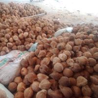 hot sale off Vietnam semi husked coconut with high quality 
