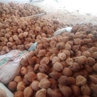 Natural Fresh Coconut for wholesale from South Africa