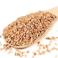 Wheat Grain from India / NON GMO Milling Wheat Grain / Premium quality wheat grain