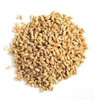 TOP QUALITY WHEAT GRAIN WITH CERTIFICATE IN TURKEY