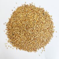 Wholesale Yellow Millet Bird Seeds for Bird Feed