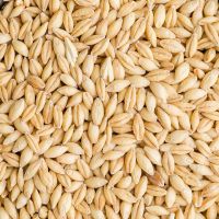 Barley for animal feeding / Ukrainian feed barley in bulk for export