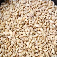 Best Supplier Of Pearl Barley Best Quality For Animal Feed