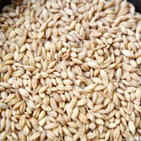 High quality animal feed barley, poultry feed