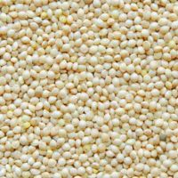 Wholesale Millet Supplier / Organic Hulled Millet Bulk