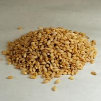 Best Quality Natural Dried Wholesale Feed Barley Malt 