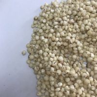 100% Milky White Sorghum seeds with High Quality at Affordable Price