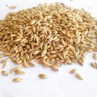 Nutrition Rich Barley For Animal Feed and Human Consumption