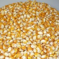Maize cattle feed- yellow corn grain for animal feed