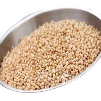 High And Export Quality Sorghum seeds 2021
