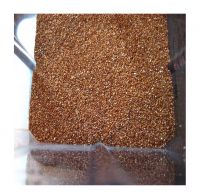 Top Quality Teff Grain for sale