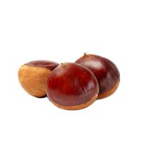 Fresh new chest nuts for sale with low price buy bulk horse chestnuts