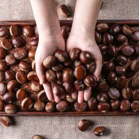 chestnut and nuts for export and first quality chestnut from China