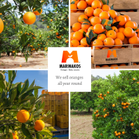 We Sell Valencia Oranges from Greece Valencia Oranges