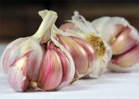 Purple Spring Garlic