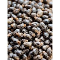 Castor Seeds