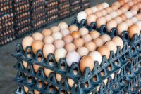 Chicken Egg/Farm Fresh Chicken Table Eggs/Fresh Table Chicken Eggs supplier