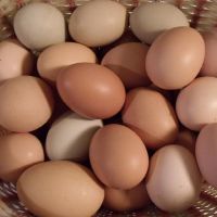 Chicken Egg/Farm ...