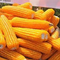 New Crop Yellow Corn Maize for human and animal feed grade consumption Yellow Corn For Poultry Feed