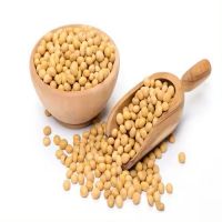 Good Quality Organic Dried Soybeans Seeds for Sale