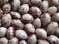 Non-Pollution New Crop Best Quality Cranberry Jugo Red and White Long Light Speckled Kidney Bean Organic Pinto Bean