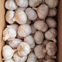 Garlic Wholesale Alho Supplier in China Fresh Garlic Exporter