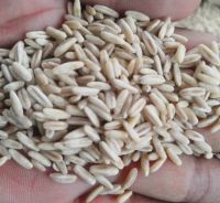 Top Quality Pure Organic Oats Grains for Sale at Cheapest Wholesale Price
