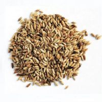 Hot Selling Price Organic Rye Grains in Bulk
