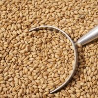 We Supply Durum Hard Wheat Grains 100% Prices From Canada/ Buy Wheat Grains From Canada at Wholesale Price