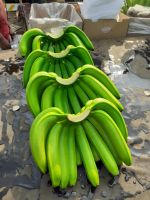 Sweet and Nutritious Fresh Fruit Cavendish Banana for Sale From India