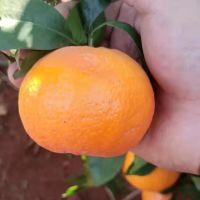 Fresh Sweet Mandarin Orange Citrus Fruit Oranges And Tangerines Fruit