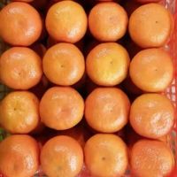 Wholesale Mandarin Fresh PaPa Mandarin Orange Fresh Orange Mandarin Fruit Sweet Oranges
