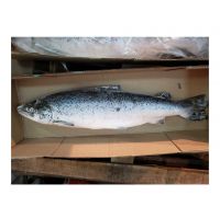 Wholesale Fillet Whole Round Fresh Frozen Fish Pink Salmon