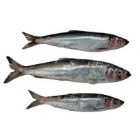 IQF 90%NW 300-500g Frozen Pacific Mackerel