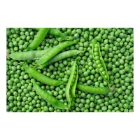 IQF Frozen Green Peas IQF Green Peas Fresh Raw Material High Quality