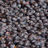 2024 Bulk IQF Frozen Fruit-Fresh Blueberries and Strawberries Type Berries