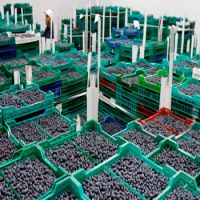 High Quality Origin Fresh Fruit Best Grade Delicious Frozen Wild Blueberries with Juice or Jam or Wholesales